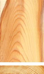 Holzmuster: Eibe